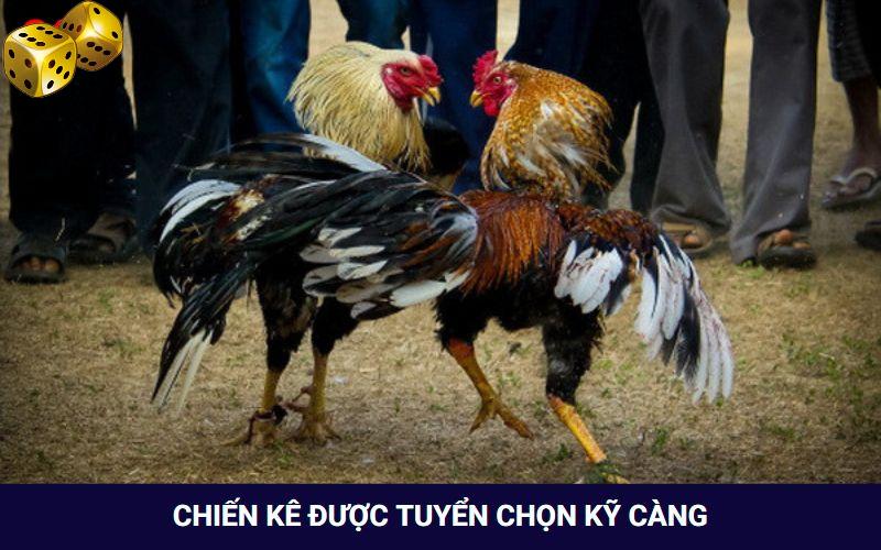 Chiến kê đều được chọn lọc cực kỹ càng