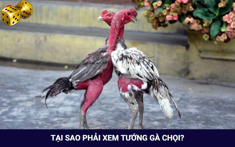 Tại sao nên tiến hành xem tướng cho gà chọi