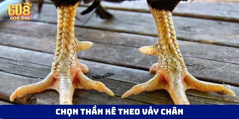 Chọn thần kê theo vảy chân