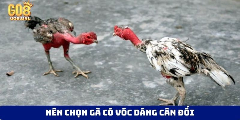 Nên chọn gà có vóc dáng cân đối